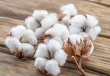 Cotton Cess Controversy: Edited Cabinet Minutes Spark Outcry